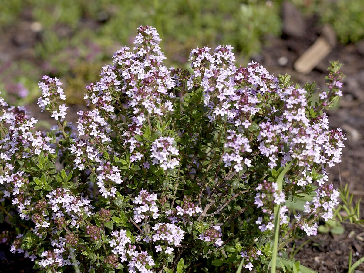Polsterthymian Pseudolanuginosus