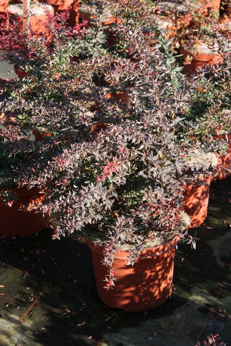 Berberitze Chenaultii