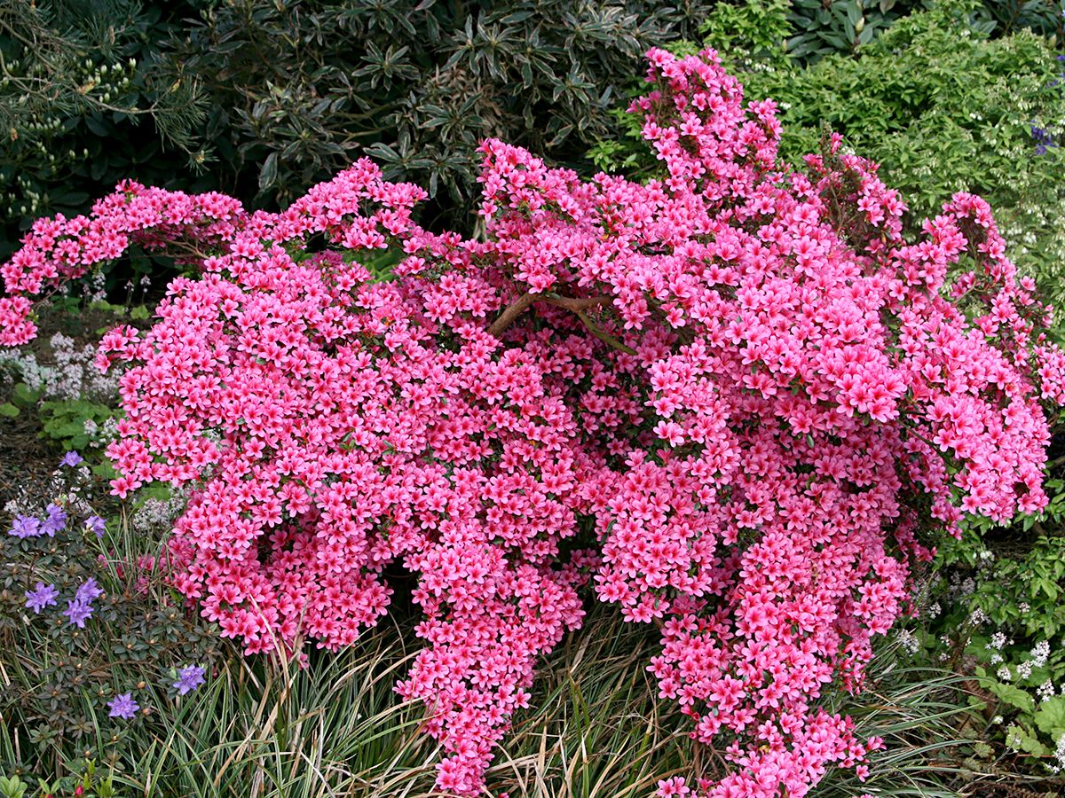 Japanische Azalee Kermesinum