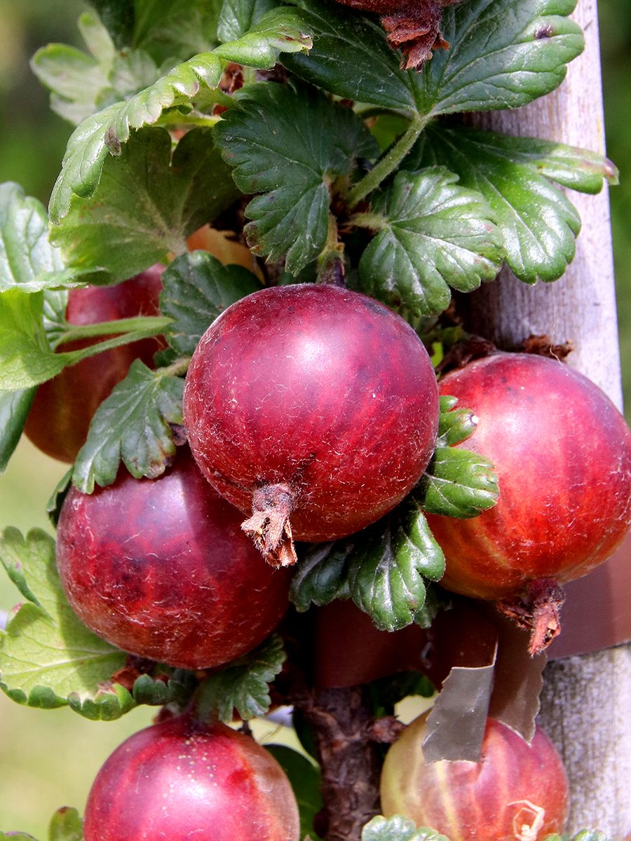Hinnonmäki rot Stachelbeere (anspruchslos)