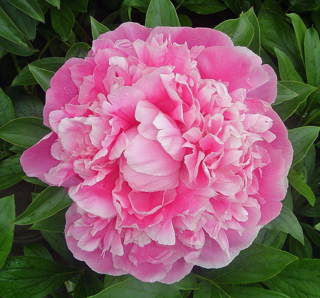 Pfingstrose Pink Parfait