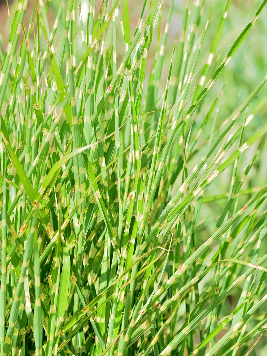 Chinaschilf Strictus