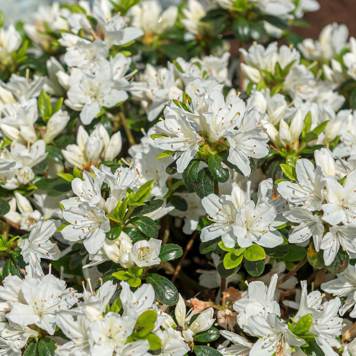 Japanische Azalee Kermesina Alba Japanische Azalee Kermesina Alba