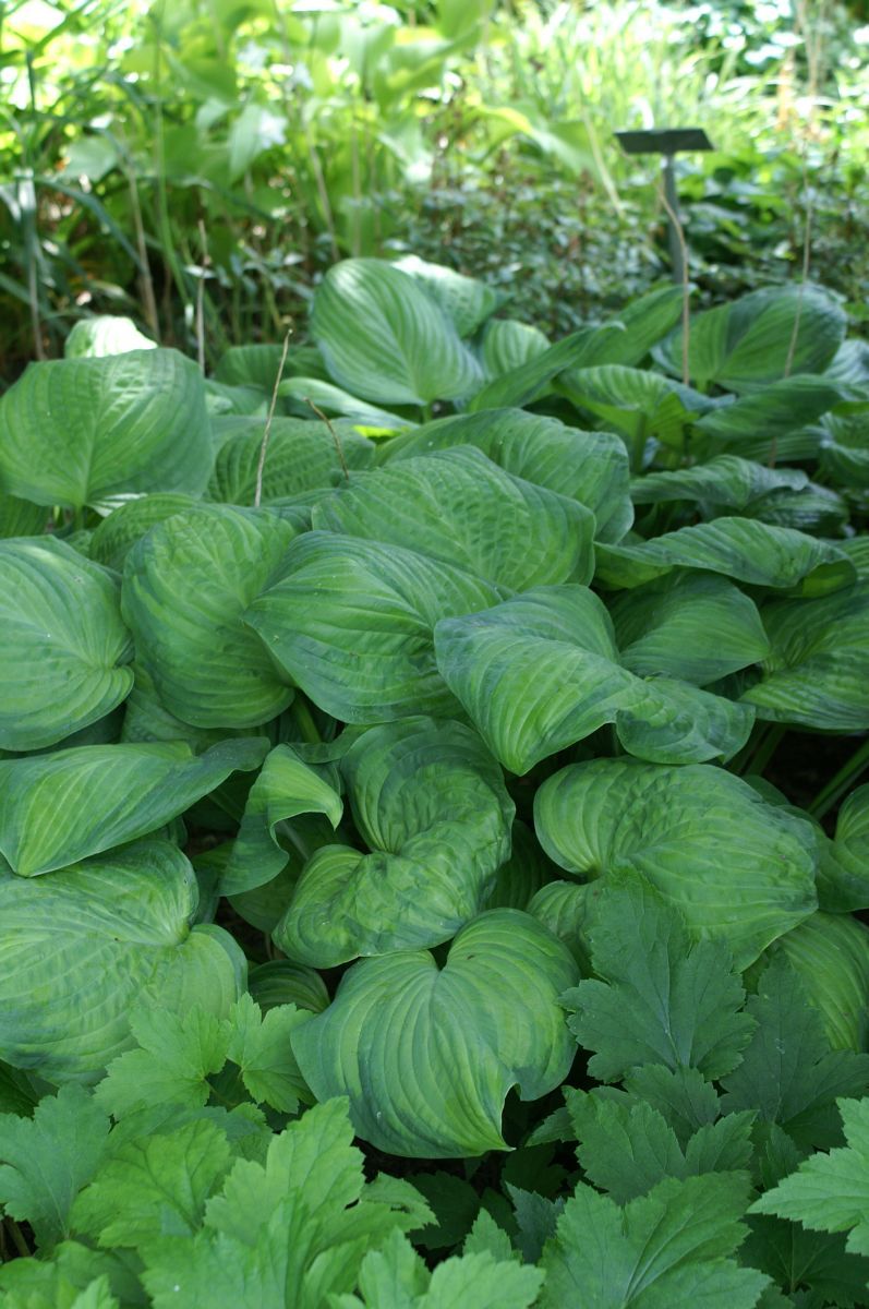 Funkie Guacamole Funkie Guacamole