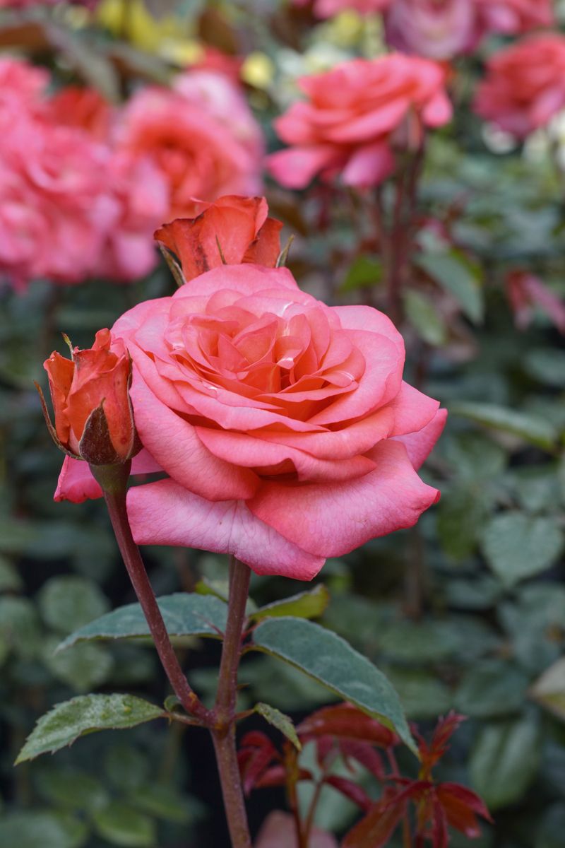 Tascaria® Strauchrose
