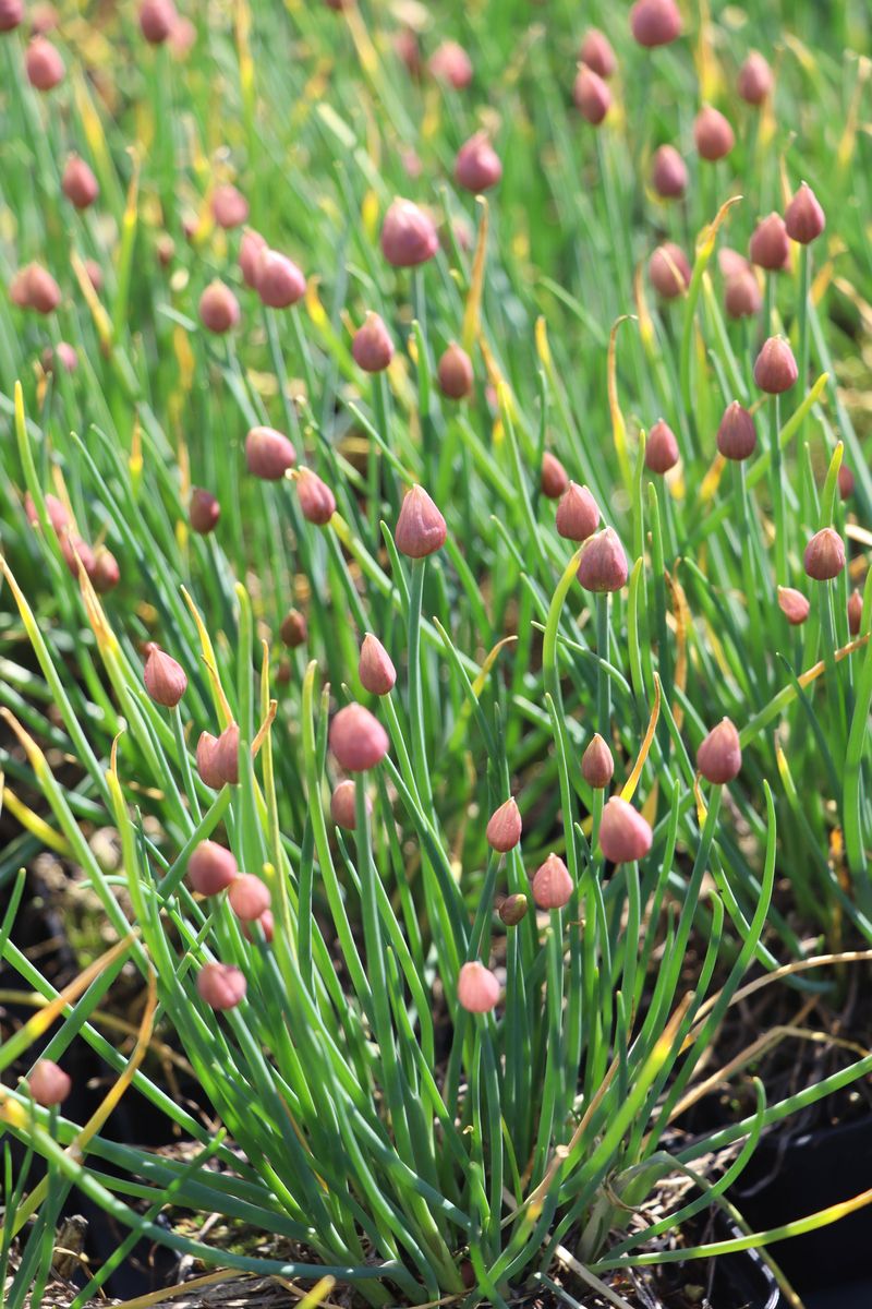 Schnittlauch Rising Star