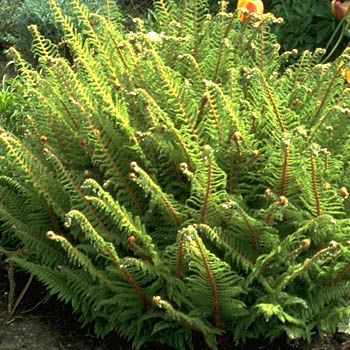 Schildfarn Schildfarn