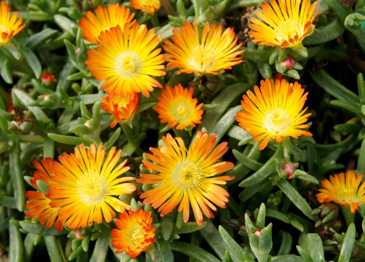 Mittagsblume Orange Wonder