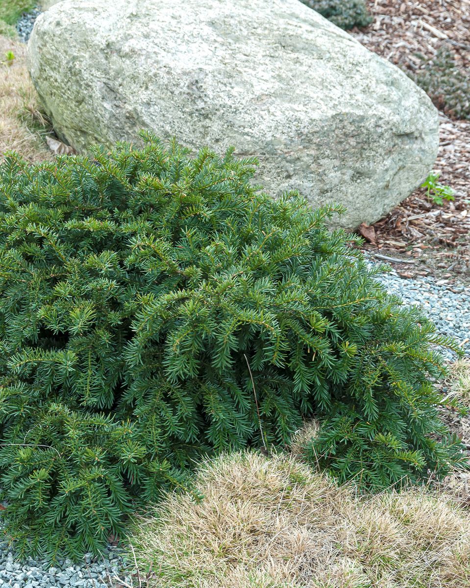 Nesteibe Nidiformis Nesteibe Nidiformis