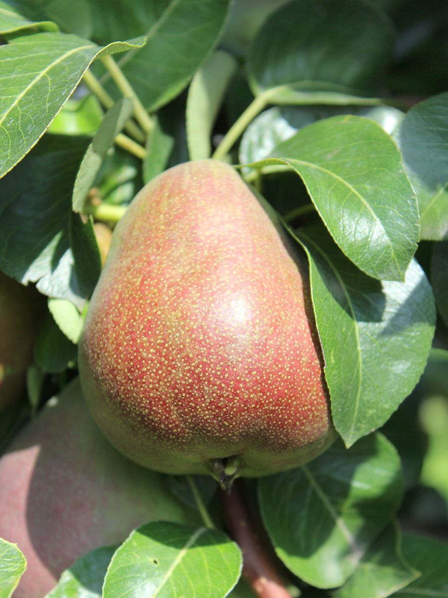 Decora Säulenbirne Decora Säulenbirne