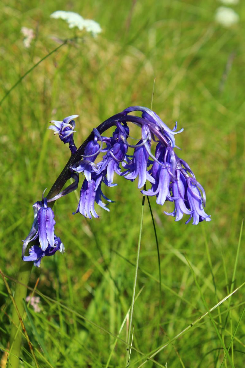 Blaustern