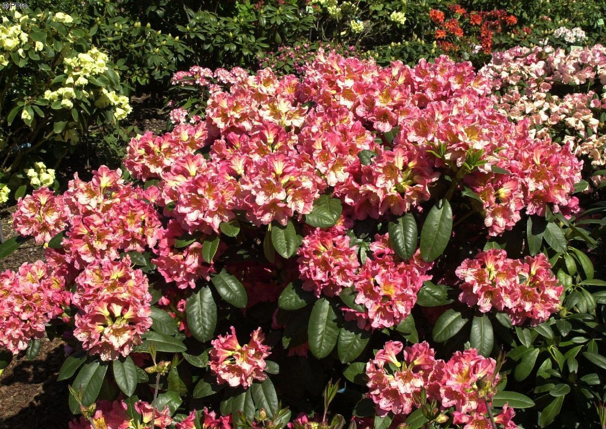 Rhododendron Dolcemente