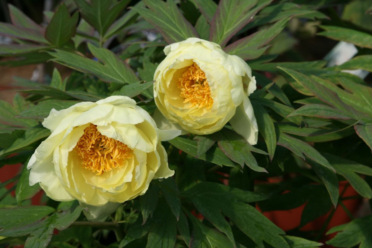 Baumpfingstrose Kinkoo