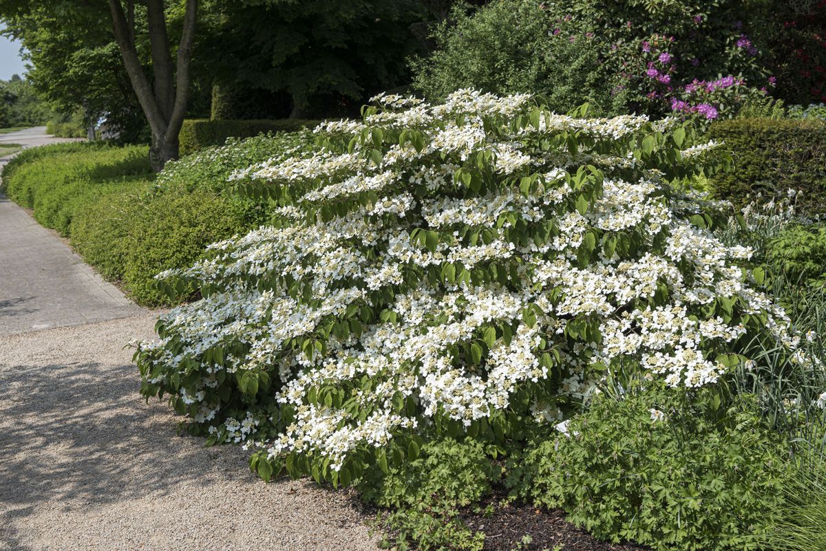 Japanischer Schneeball Mariesii