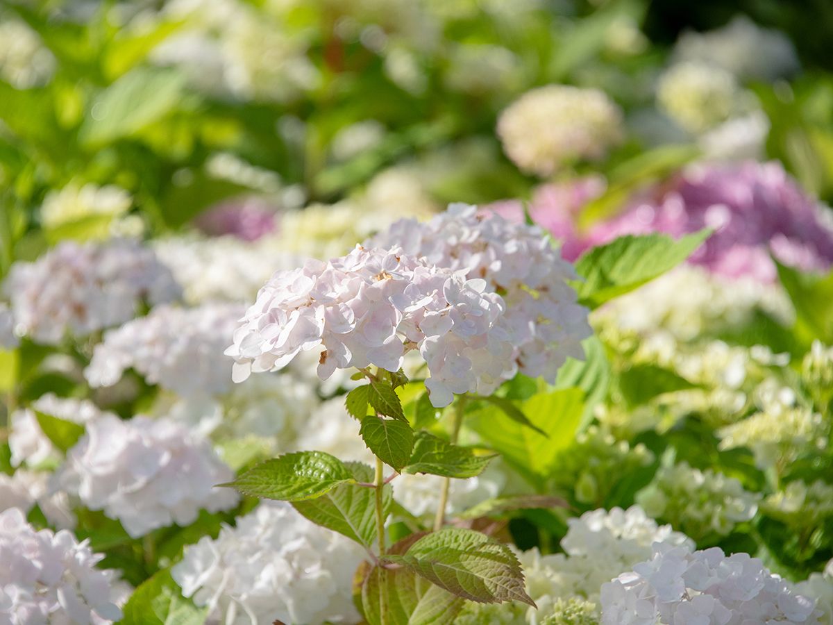 Gartenhortensie The Bride® Gartenhortensie The Bride®