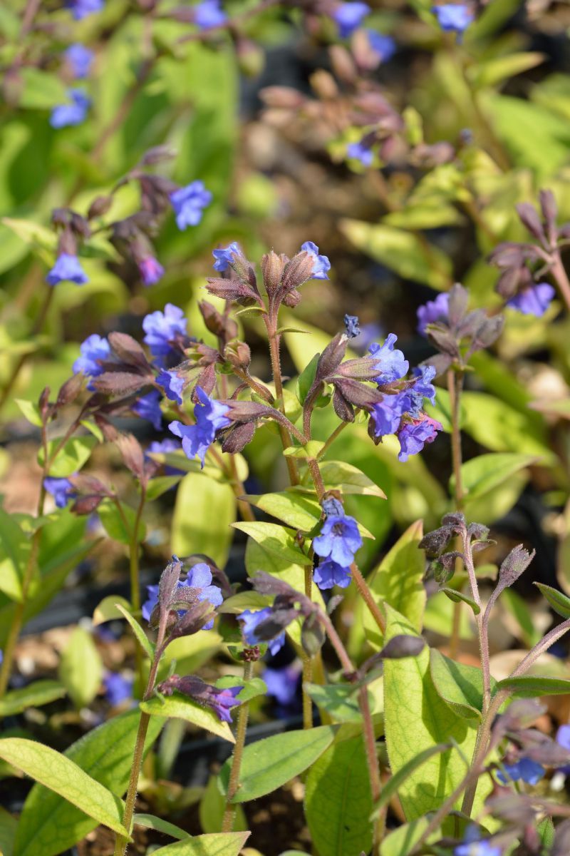 Lungenkraut Blue Ensigne
