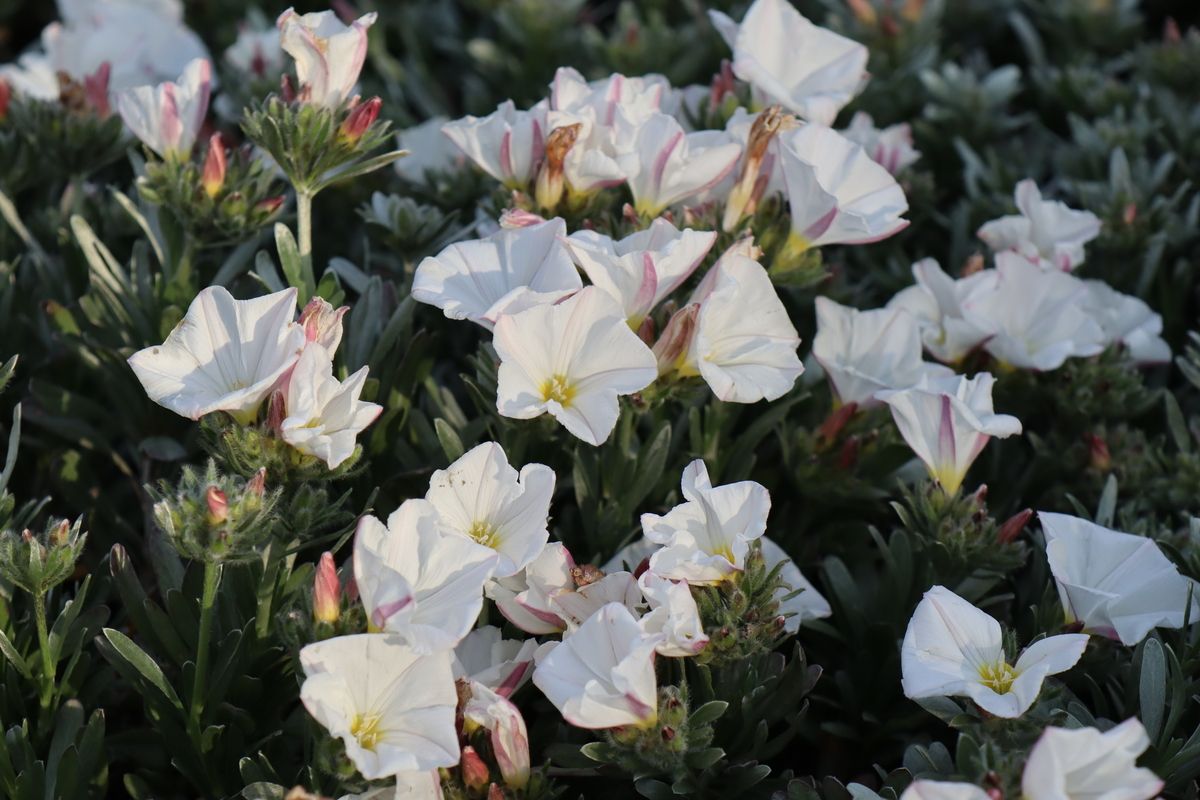 Silberwinde Snowangel