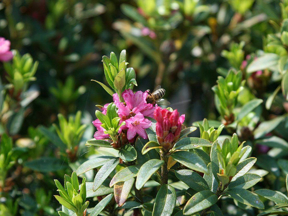 Rostblättrige Alpenrose
