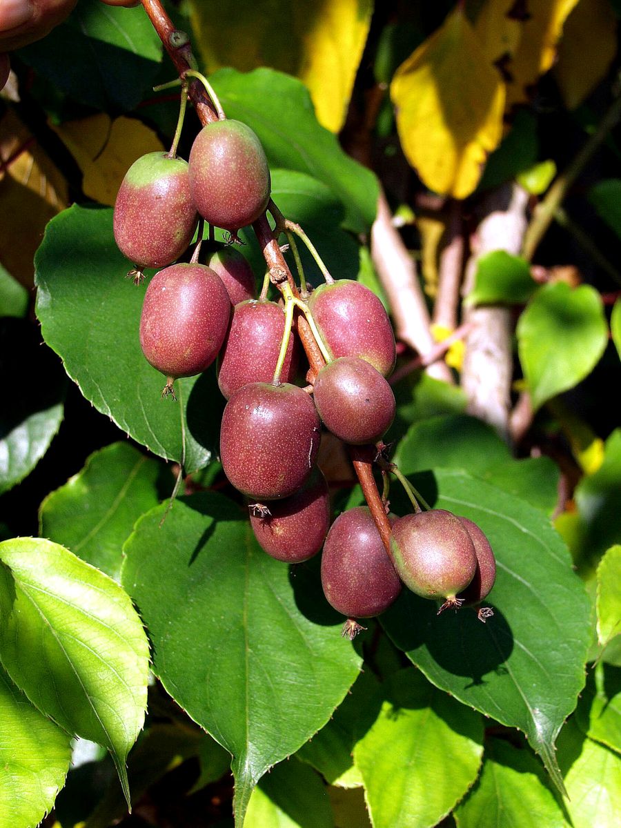 Minikiwi Ken's Red (weibliche Sorte)