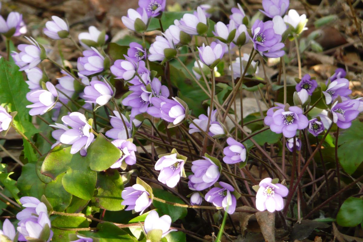 Leberblümchen