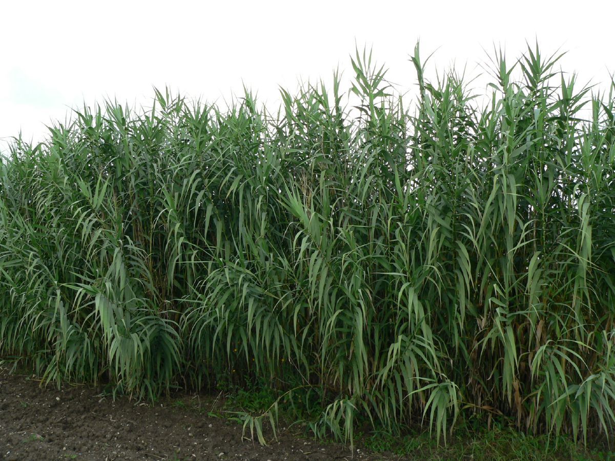 Riesenschilf, Pfahlrohr Riesenschilf, Pfahlrohr