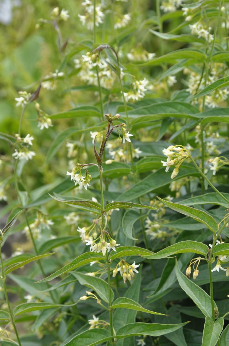 Schwalbenwurz Schwalbenwurz