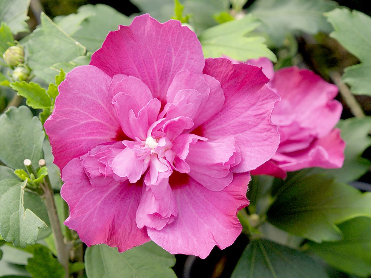 Hibiskus Purple Ruffles