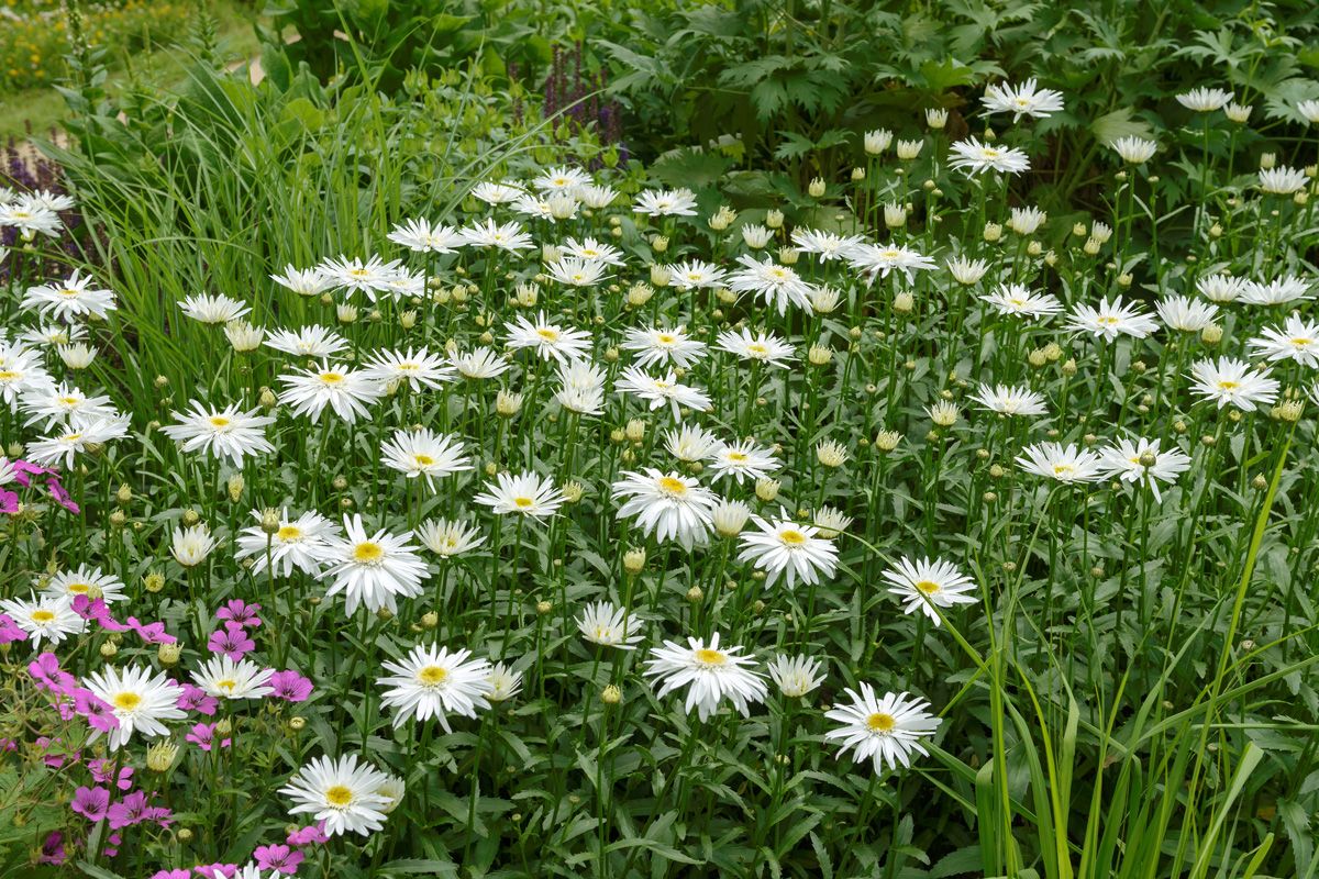 Sommermargerite Christine Hagemann Sommermargerite Christine Hagemann