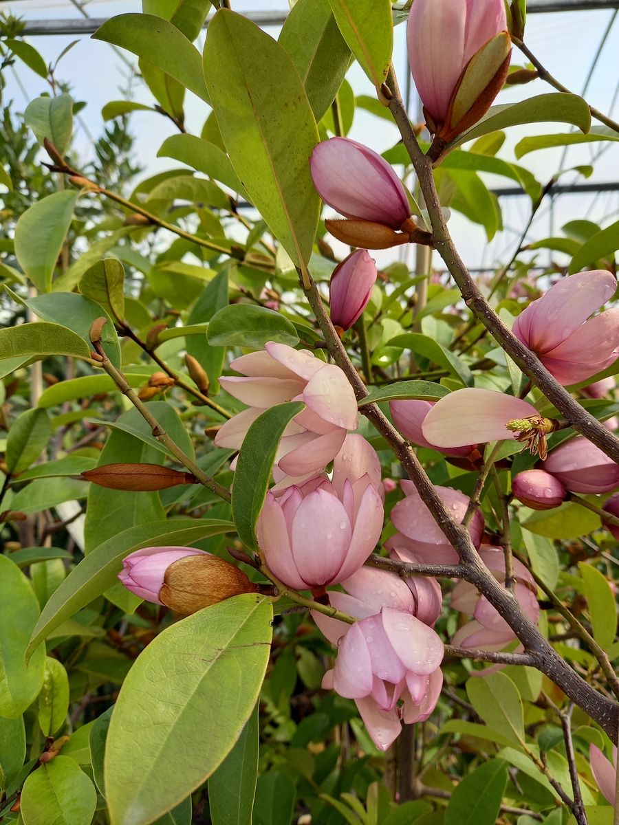 Feenmagnolie Fairy Magnolia Blush