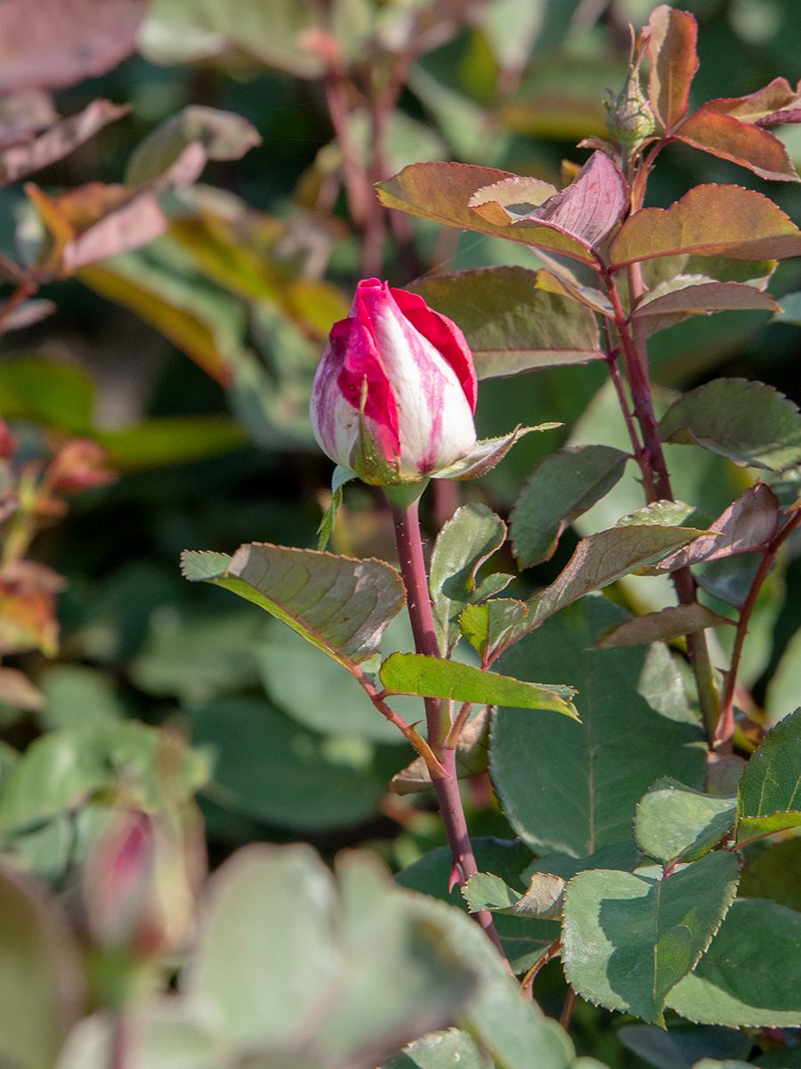 Acapella® Edelrose (Teehybride, anspruchslos, sehr starker Duft)