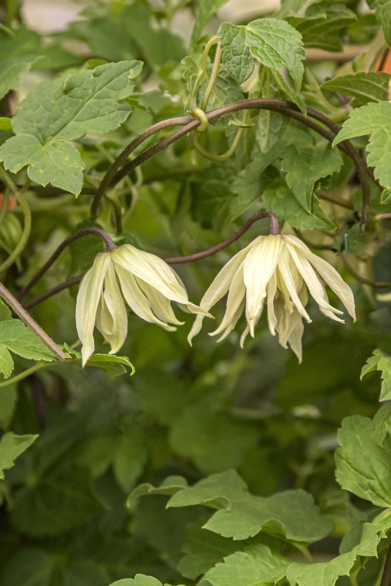 Waldrebe Amber Waldrebe Amber