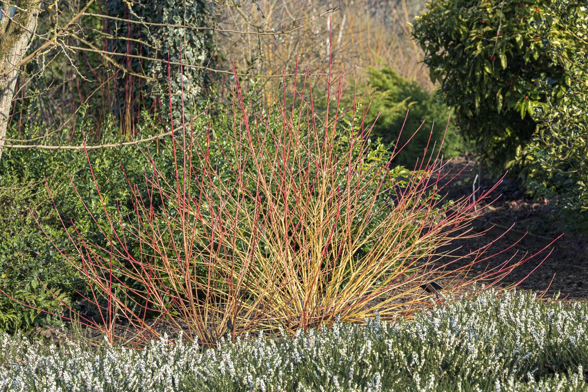 Bluthartriegel Winter Beauty