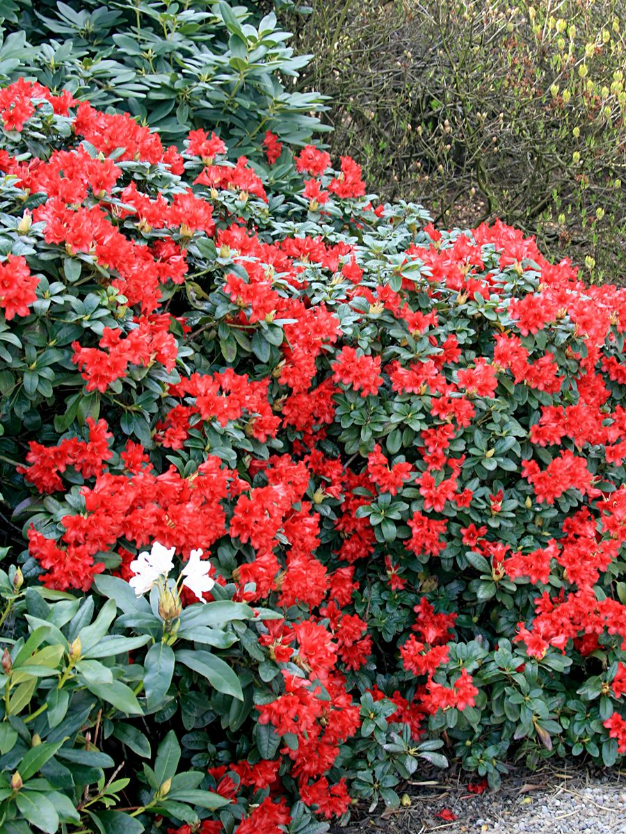 Zwergrhododendron Scarlet Wonder Zwergrhododendron Scarlet Wonder