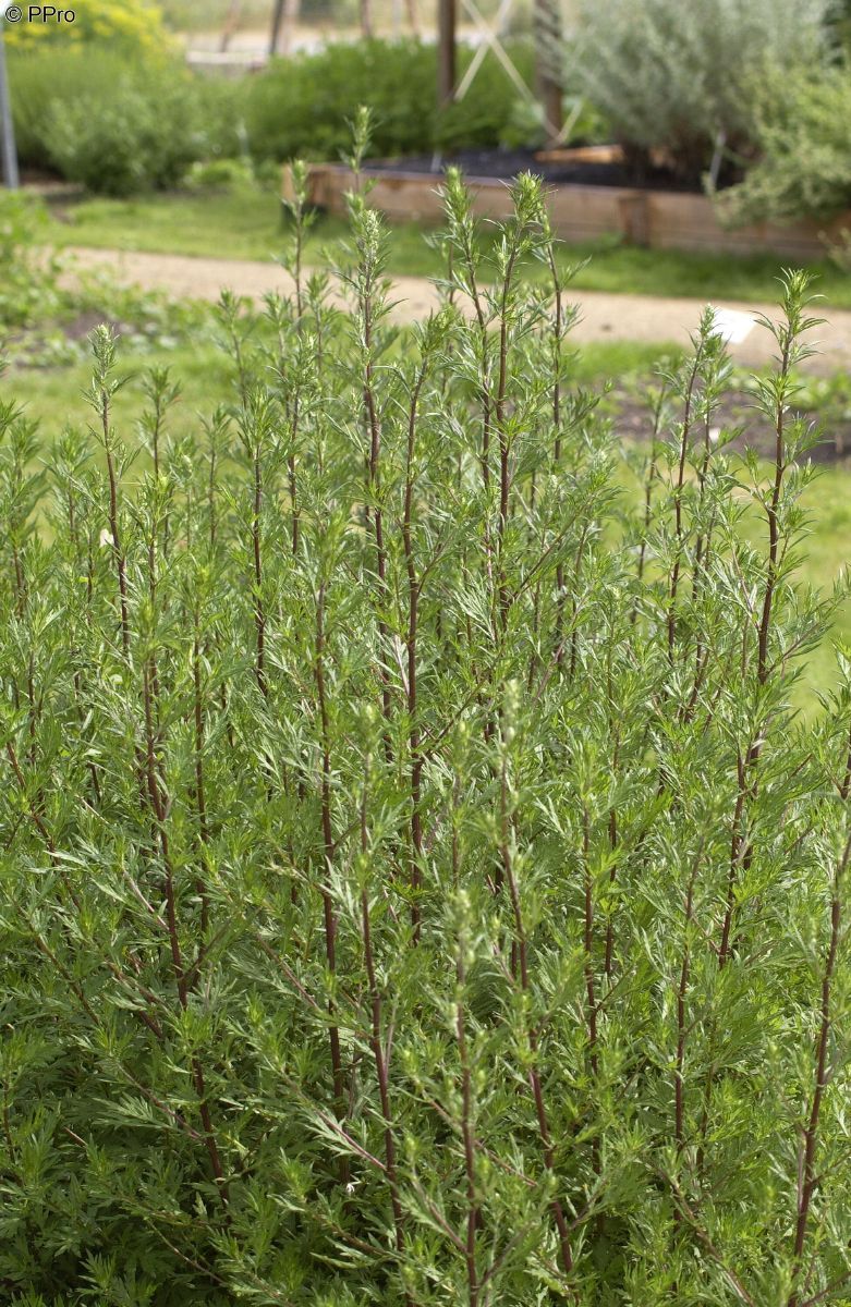 Gemeiner Beifuss Gemeiner Beifuss