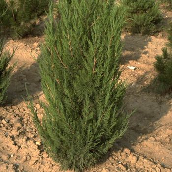 Chinesischer Wacholder Spartan Chinesischer Wacholder Spartan