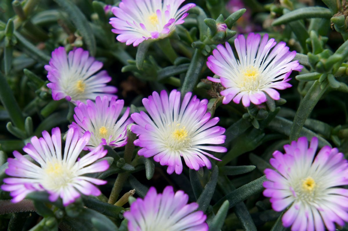 Mittagsblume Violett Wonder