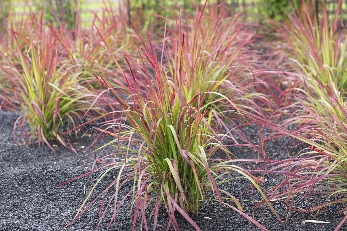 Rutenhirse Cheyenne Sky Rutenhirse Cheyenne Sky