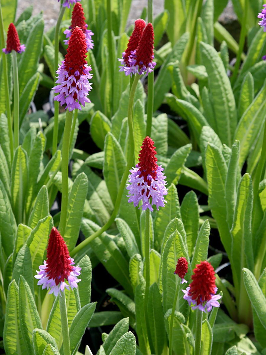 Orchideenprimel