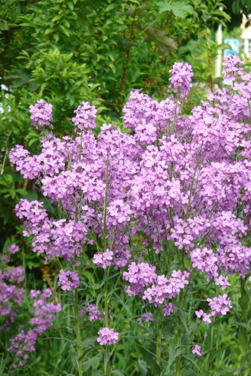 Nachtviole