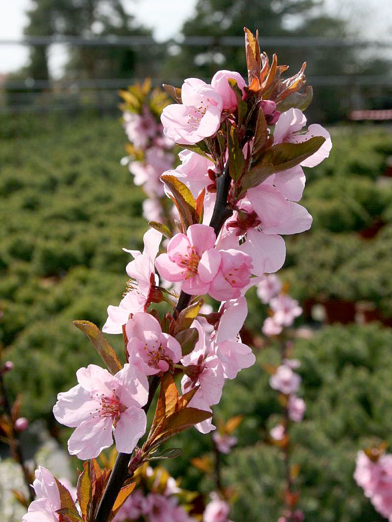 Prunus Spring Glow Rhs Rotblättriger Zierpfirsich Spring Glow, Prunus persicoides Spring Glow ...