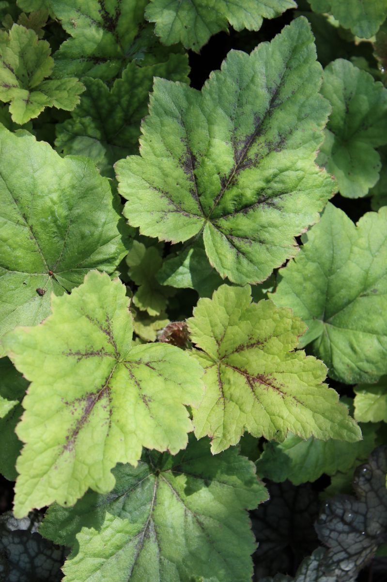 Schaumblüte Tiger Stripe Schaumblüte Tiger Stripe