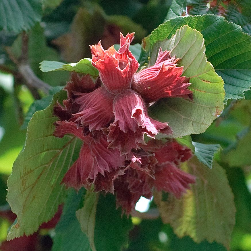 Haselnuss Rote Zellernuss