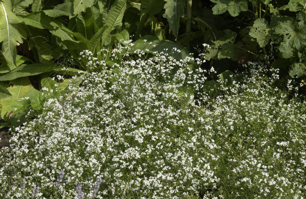 Färberwaldmeister Färberwaldmeister