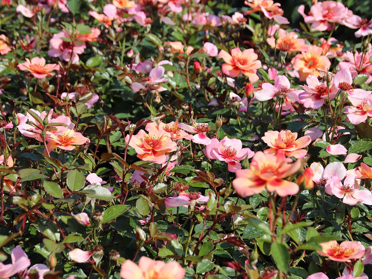 Jojo® Peach, Beetrose Jojo® Peach, Beetrose