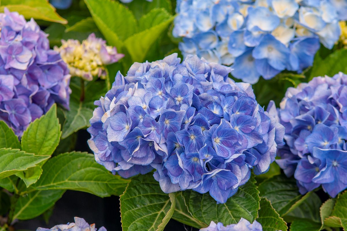 Gartenhortensie Mariesii Perfecta