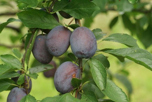 Cacaks Fruchtbare Zwetschge