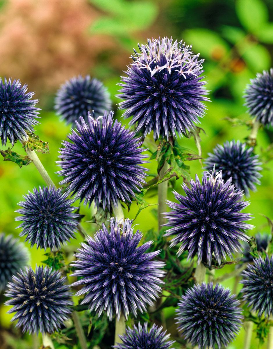 Kugeldistel Blue Glow