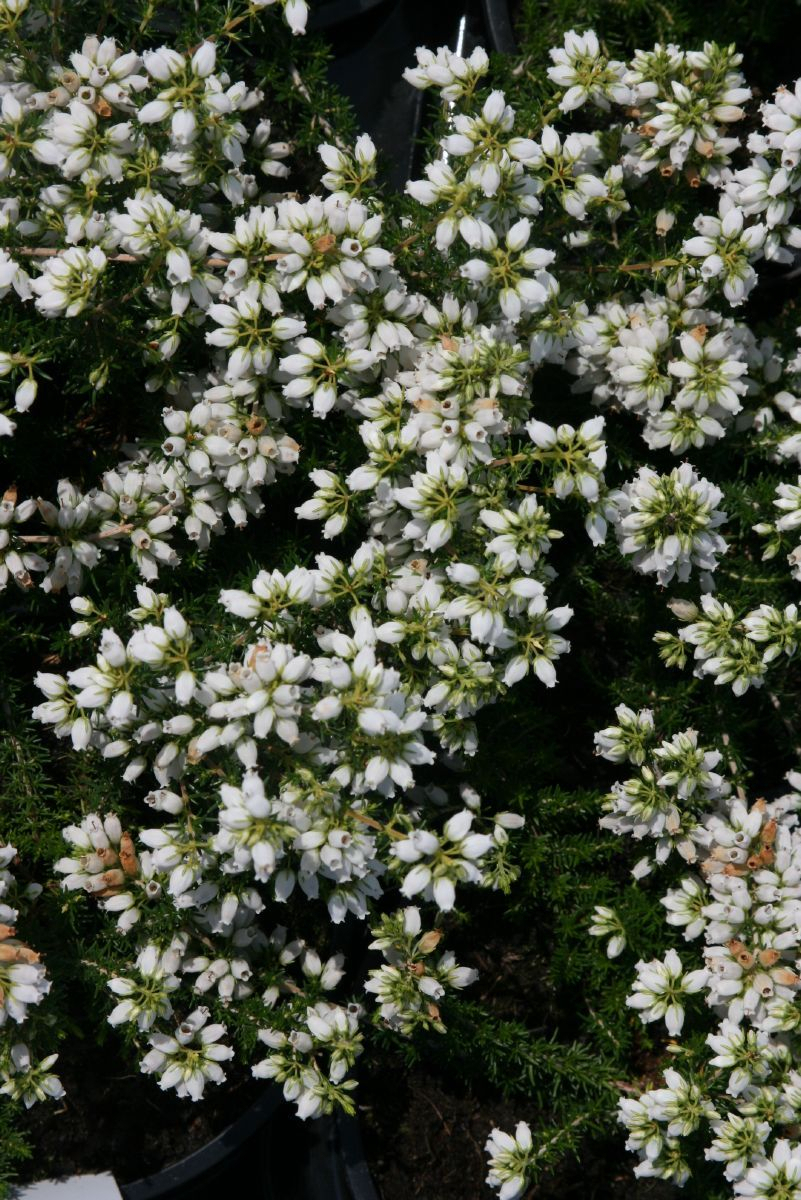 Grauheide Alba Major Grauheide Alba Major