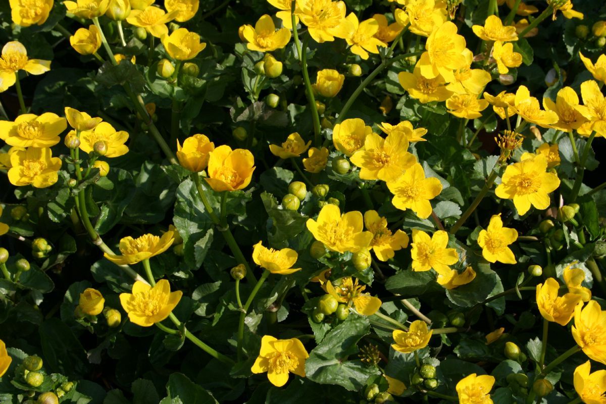 Sumpfdotterblume