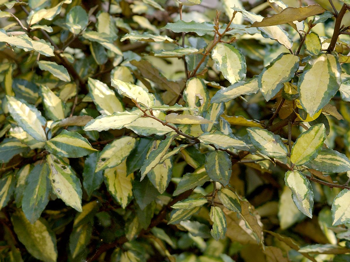 Buntblättrige Ölweide Maculata